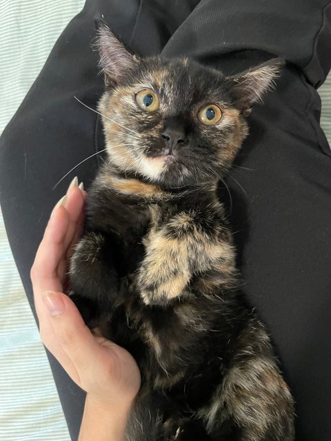 Spicy - Tortoiseshell Cat