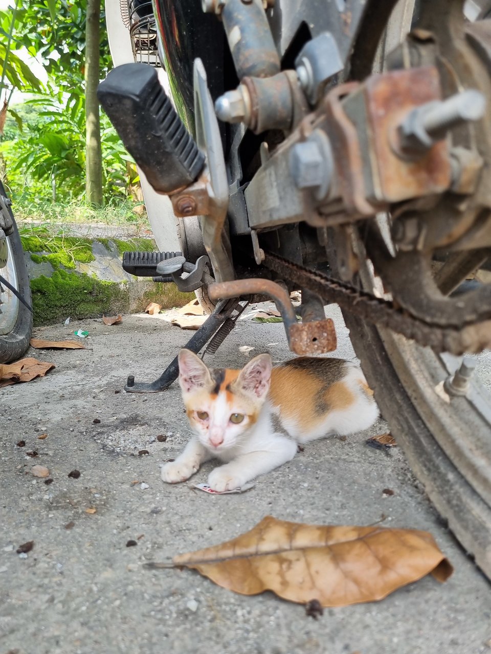 Elle  - Calico Cat