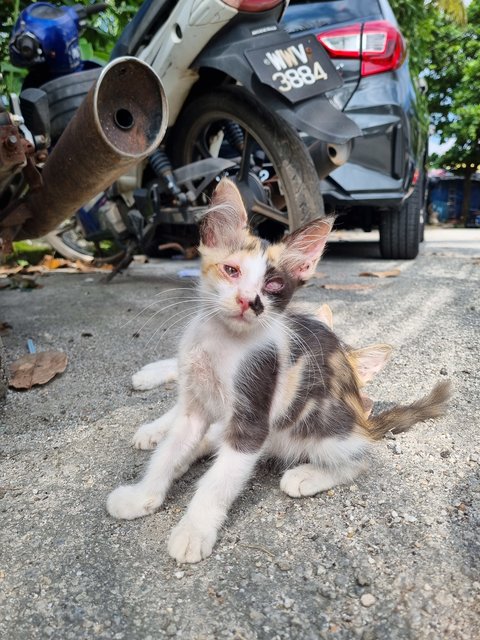 Elaine  - Calico Cat