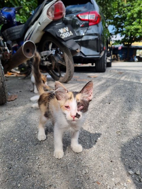 Elaine  - Calico Cat