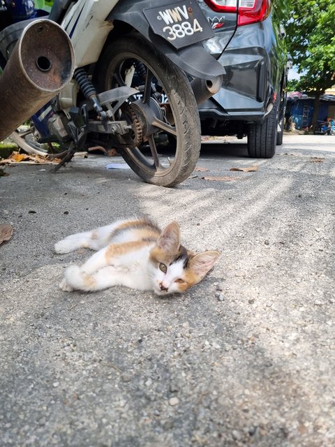 Elsa - Calico Cat