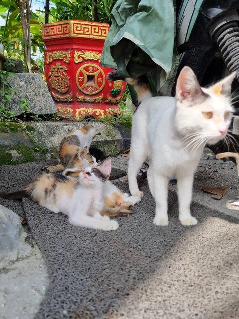 Elsa - Calico Cat