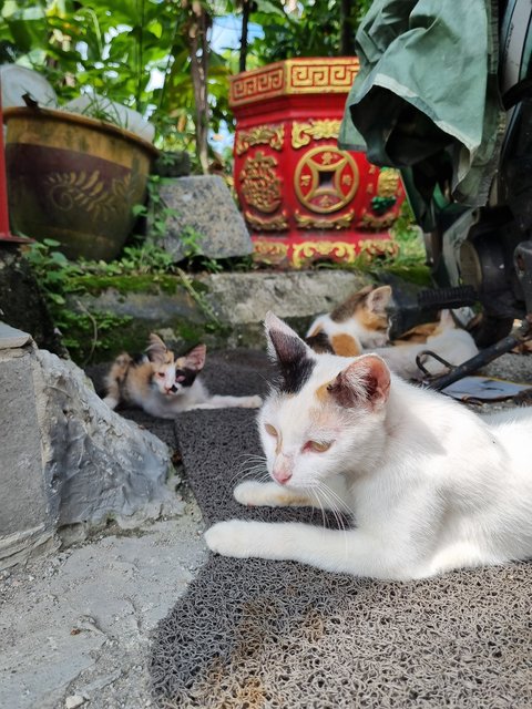 Elsa - Calico Cat