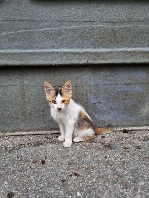 Elsa - Calico Cat