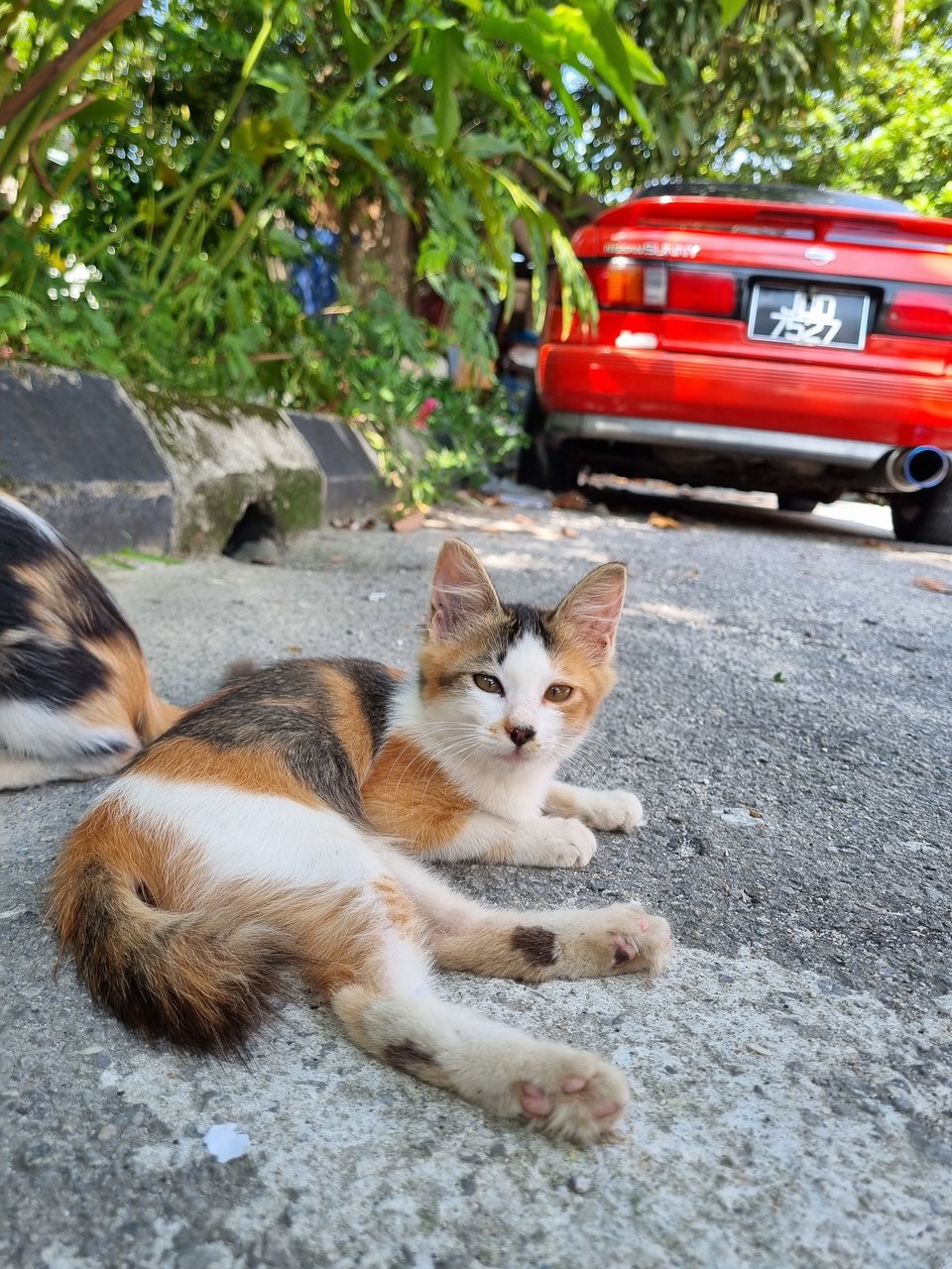 Elsa - Calico Cat