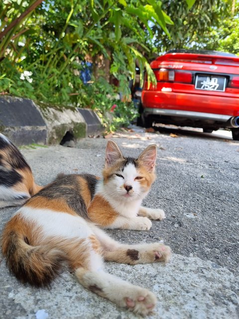 Elsa - Calico Cat