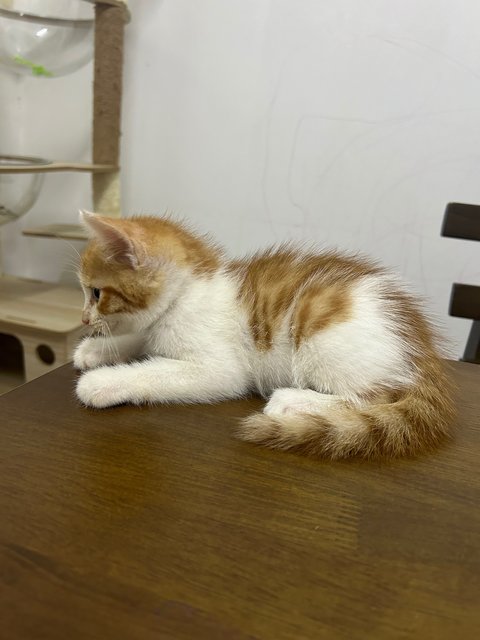 Oyen 1 - Domestic Short Hair Cat