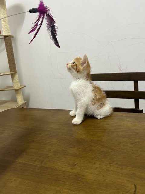 Oyen 1 - Domestic Short Hair Cat