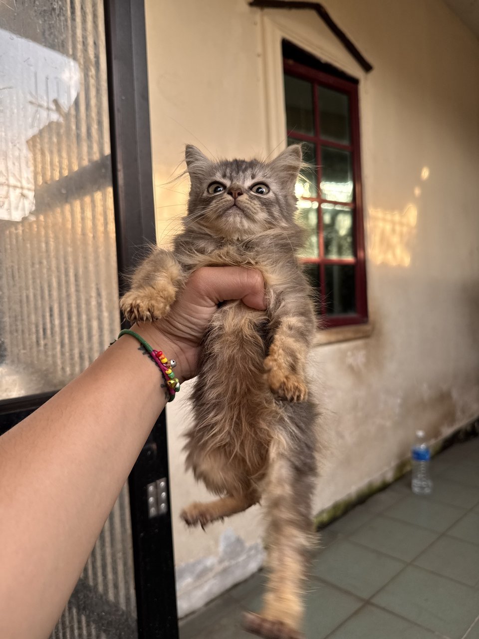 Kitty - Domestic Medium Hair + Persian Cat