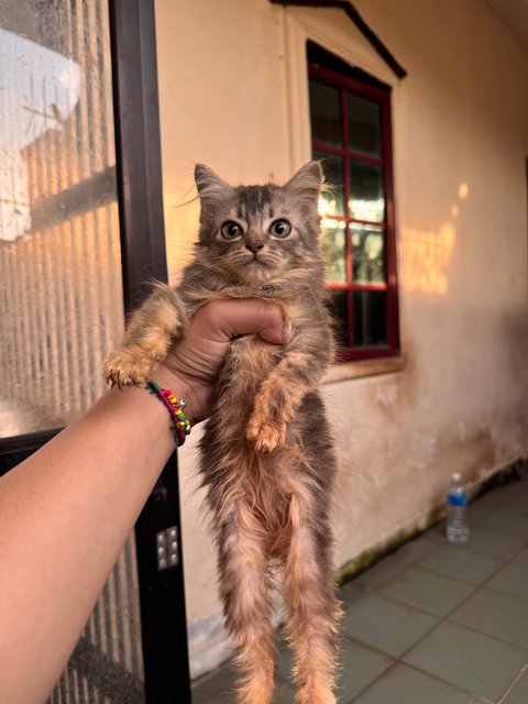 Kitty - Domestic Medium Hair + Persian Cat