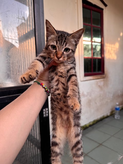 Kitty - Domestic Medium Hair + Persian Cat