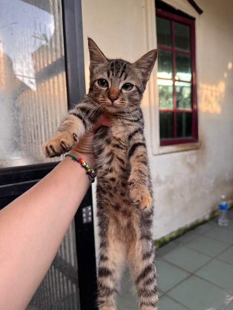 Kitty - Domestic Medium Hair + Persian Cat