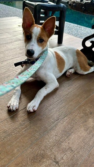 Adopted Tq Bambee/jessy Girl - Mixed Breed Dog