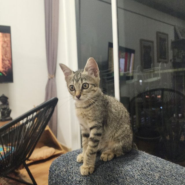 Luna - Domestic Short Hair Cat