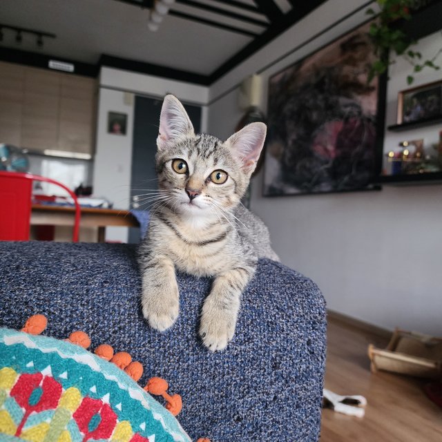 Luna - Domestic Short Hair Cat