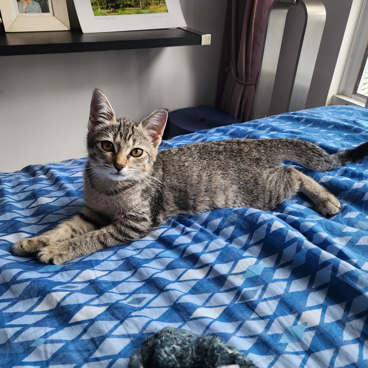 Luna - Domestic Short Hair Cat