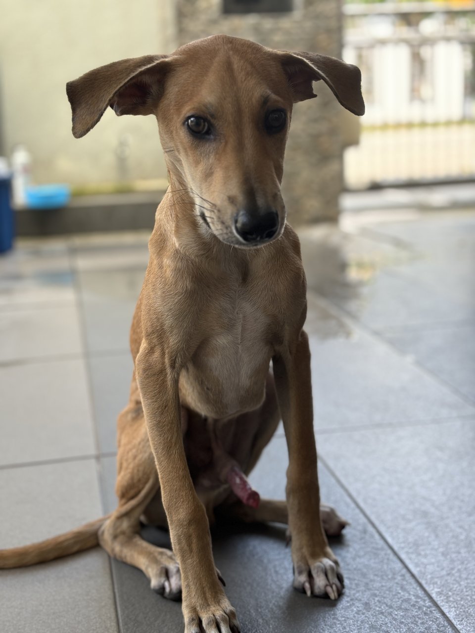 Boy - Mixed Breed Dog