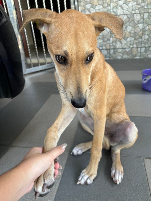 Boy - Mixed Breed Dog