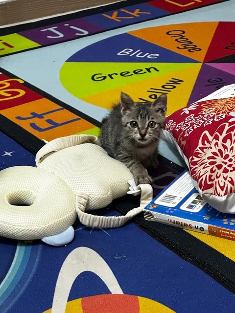 Baby - Domestic Short Hair Cat