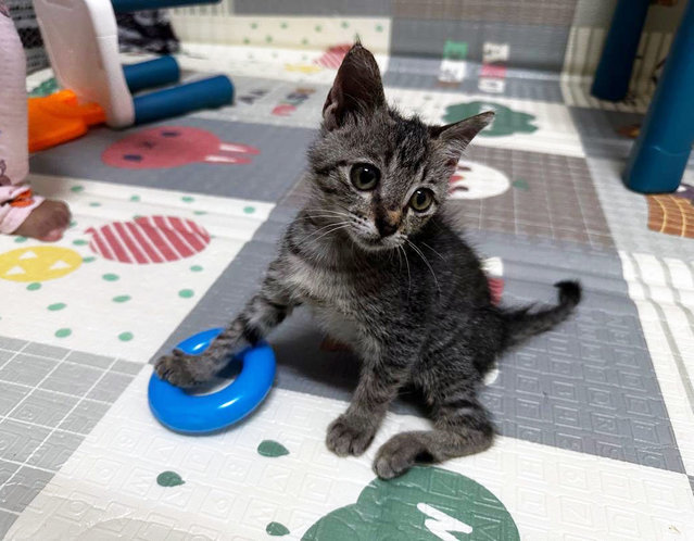 Baby - Domestic Short Hair Cat