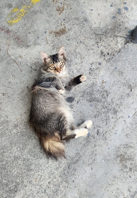 Baby - Domestic Long Hair + Tabby Cat