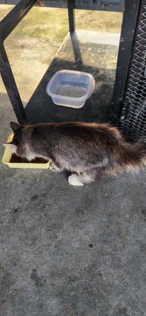 Baby - Domestic Long Hair + Tabby Cat