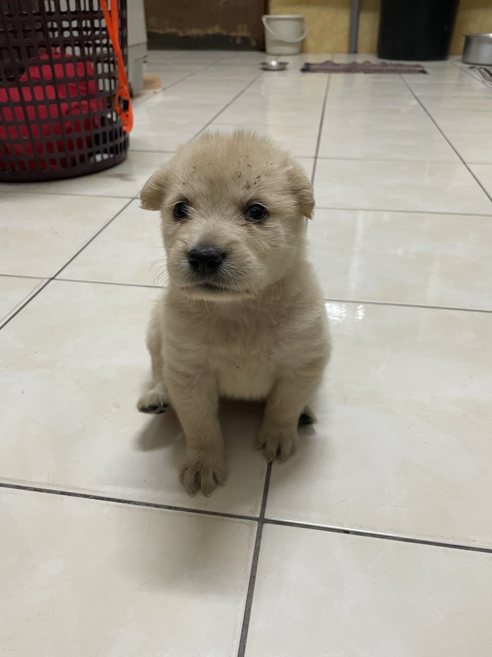 Coffee - Mixed Breed Dog