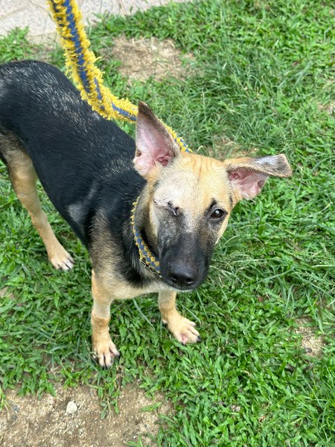 One Eye Tutu - Mixed Breed Dog