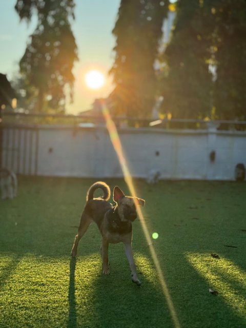 One Eye Tutu - Mixed Breed Dog