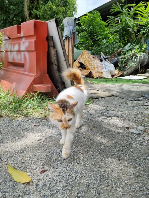 Maggie - Domestic Medium Hair Cat