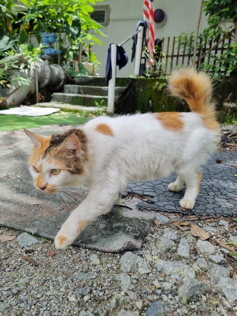 Maggie - Domestic Medium Hair Cat