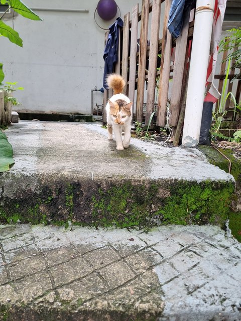 Maggie - Domestic Medium Hair Cat