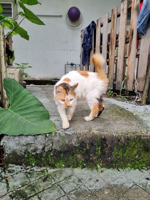 Maggie - Domestic Medium Hair Cat