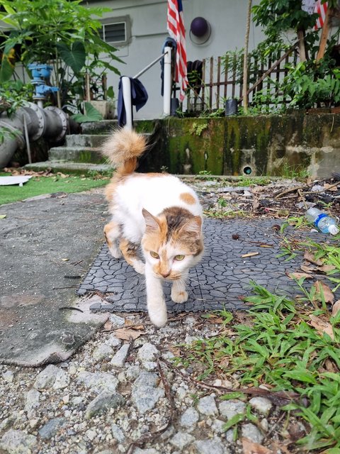 Maggie - Domestic Medium Hair Cat