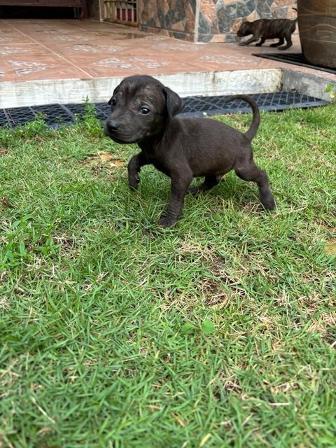 Brownie &amp; Friends - Mixed Breed Dog