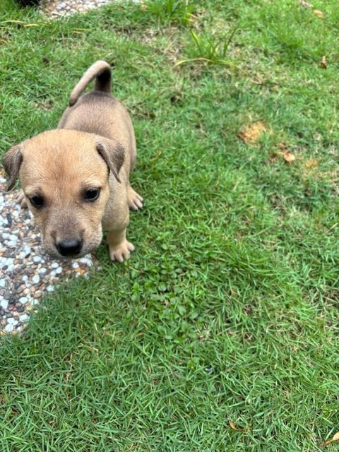 Brownie &amp; Friends - Mixed Breed Dog