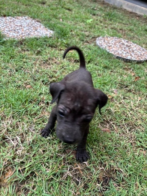 Brownie &amp; Friends - Mixed Breed Dog