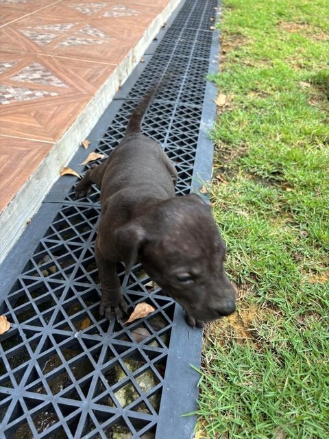 Brownie &amp; Friends - Mixed Breed Dog