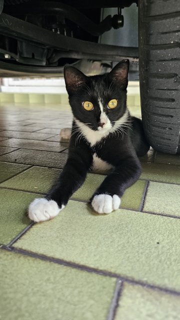 Susie - Domestic Short Hair Cat