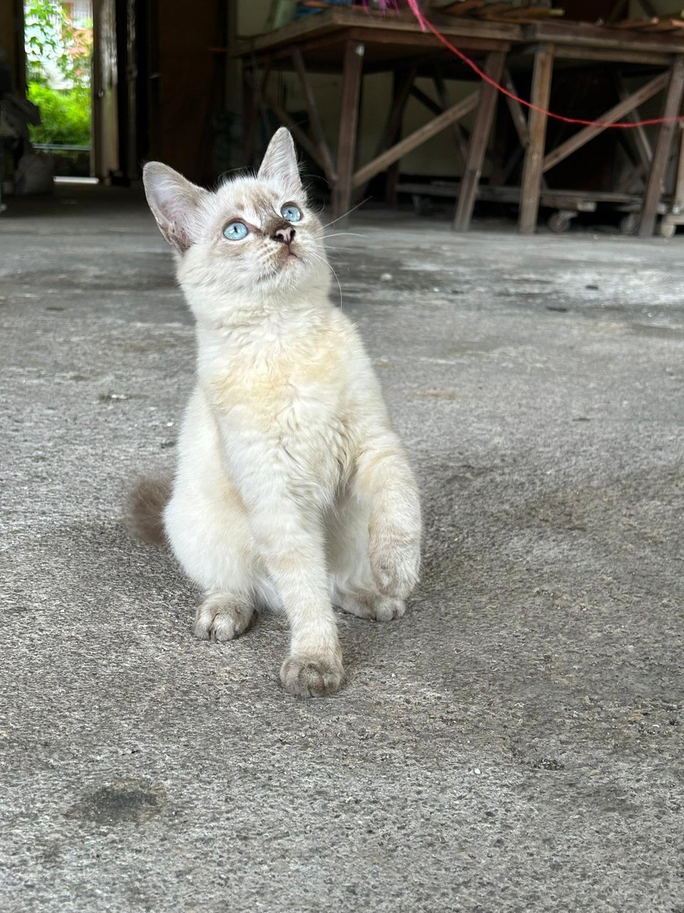 Snowball - Siamese Cat