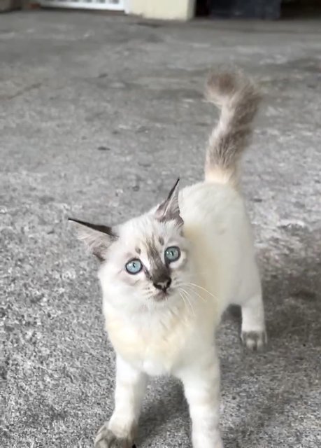 Snowball - Siamese Cat