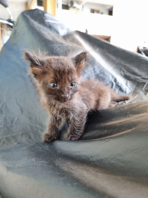 Mily - Domestic Long Hair Cat