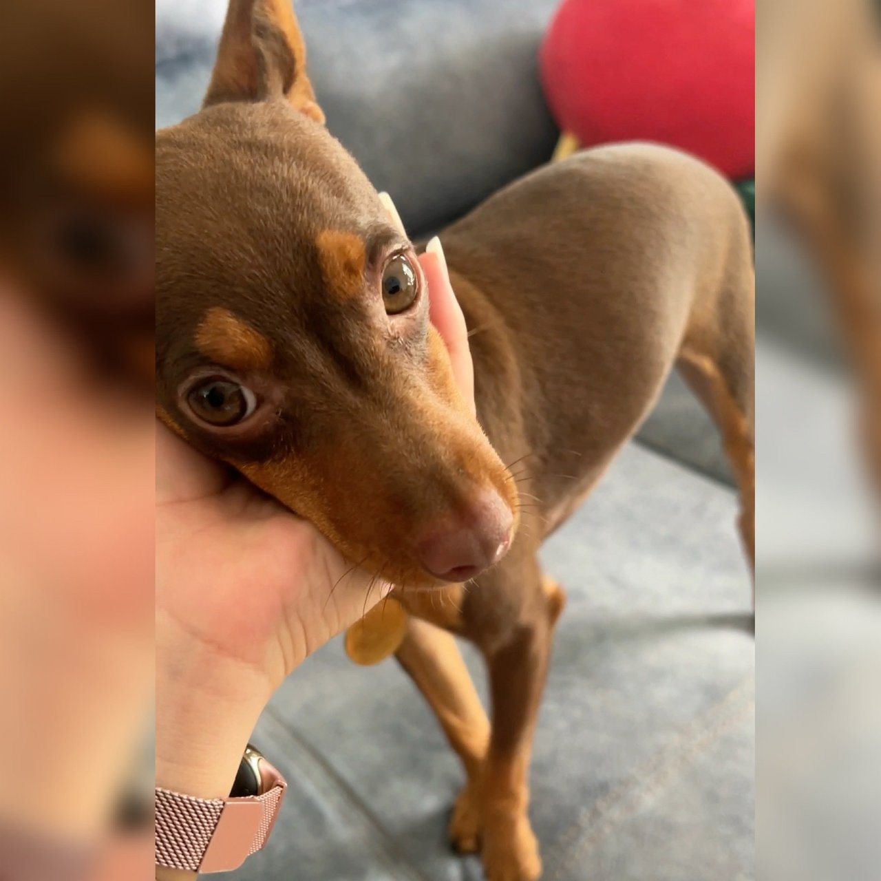 Taz - Miniature Pinscher Dog