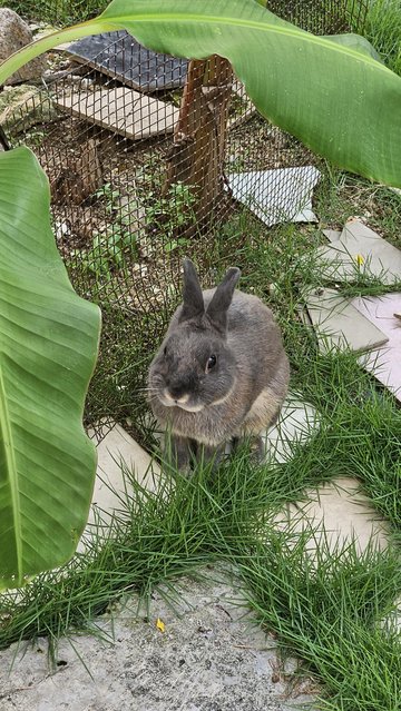 Ethua  - Dwarf Rabbit