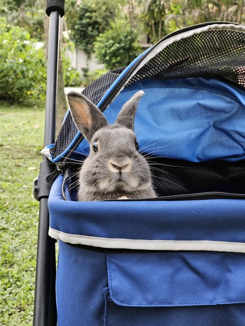 Ethua  - Dwarf Rabbit