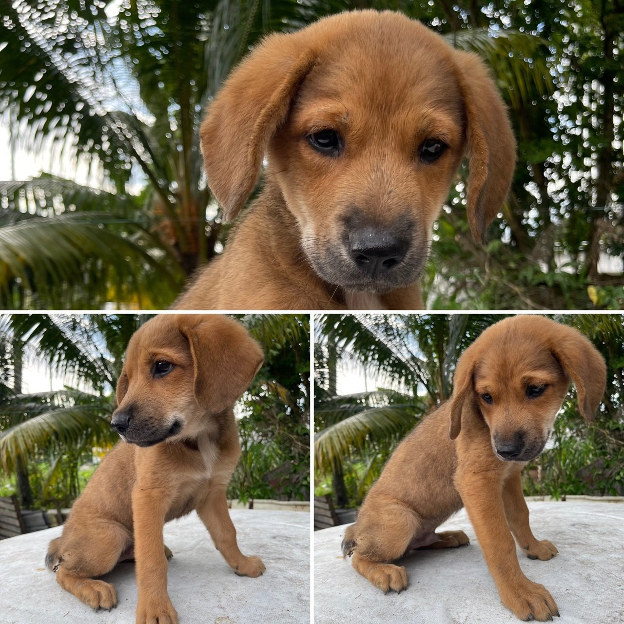 3 Stray Puppies For Adoption - Mixed Breed Dog