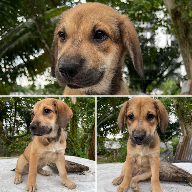 3 Stray Puppies For Adoption - Mixed Breed Dog