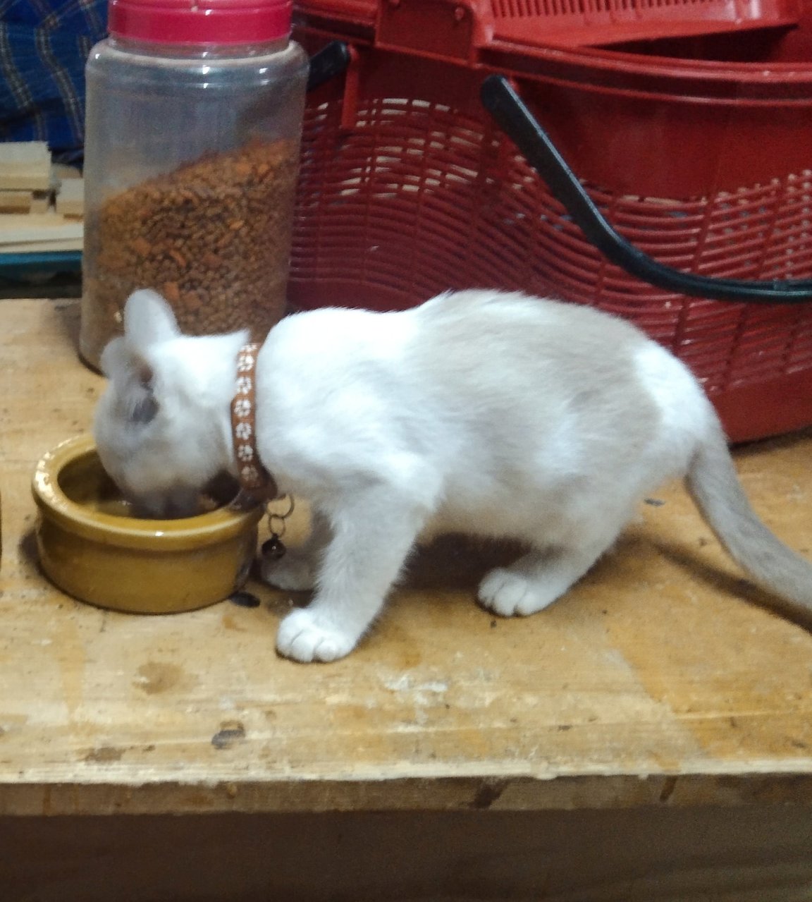 Whitey - Domestic Medium Hair Cat