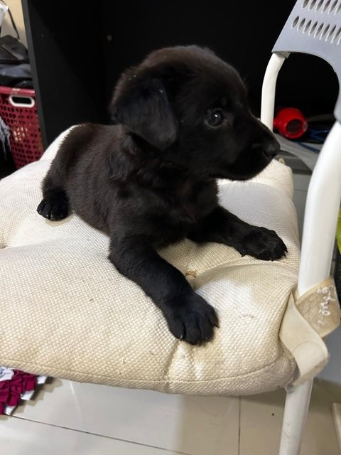 Labrador  Retriever  Mixed  - Labrador Retriever Dog