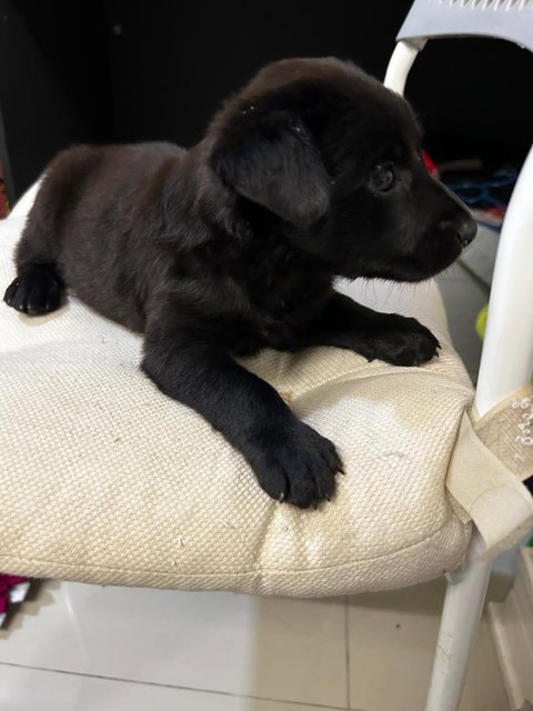 Labrador  Retriever  Mixed  - Labrador Retriever Dog